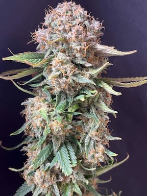 Sour Jealousy Auto > Fast Buds Company